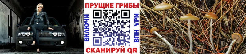 Галлюциногенные грибы прущие грибы  Пятигорск 